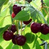 Саженцы вишни Краснодарской сладкой - комплект 5 шт.