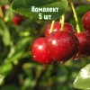 Саженцы вишни Малиновки - комплект 5 шт.