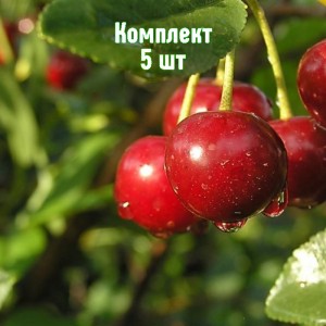 Саженцы вишни Малиновки - комплект 5 шт.