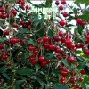 Саженцы вишни Мелодия - комплект 5 шт.