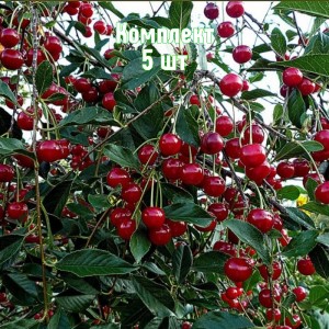 Саженцы вишни Мелодия - комплект 5 шт.