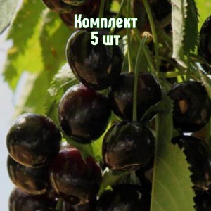 Саженцы вишни Морель Брянская - комплект 5 шт.