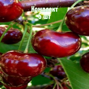 Саженцы вишни Орлица - комплект 5 шт.