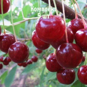 Саженцы вишни Песковацкой - комплект 5 шт.