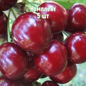 Саженцы вишни Радонеж - комплект 5 шт.