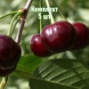 Саженцы вишни Ровесницы - комплект 5 шт.