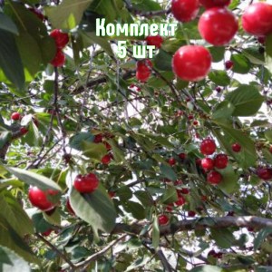 Саженцы вишни Троицкой - комплект 5 шт.