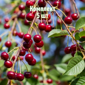 Саженцы вишни Тургеневки - комплект 5 шт.