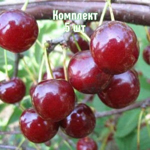 Саженцы вишни Вечерняя Заря - комплект 5 шт.