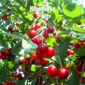 Саженцы вишни Волочаевка - комплект 5 шт.