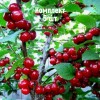 Саженцы вишни войлочной Алтана - комплект 5 шт.