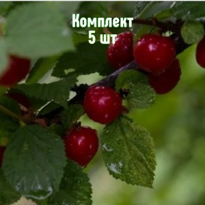 Саженцы вишни войлочной Любимицы - комплект 5 шт.