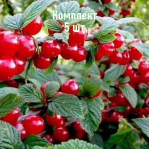 Саженцы вишни войлочной Осенняя вировская - комплект 5 шт.