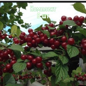 Саженцы вишни войлочной Смуглянка восточная - комплект 5 шт.