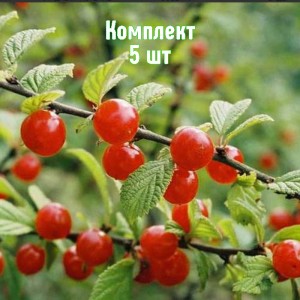 Саженцы вишни войлочной Трианы - комплект 5 шт.