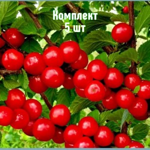 Саженцы вишни войлочной Восторг - комплект 5 шт.