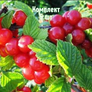 Саженцы вишни войлочной Юбилейной - комплект 5 шт.