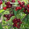 Саженцы вишни Журавка - комплект 5 шт.