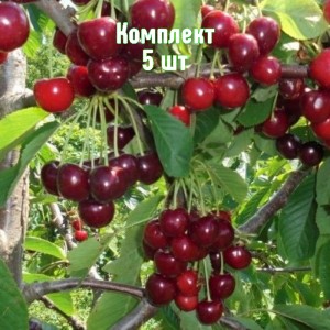 Саженцы вишни Журавка - комплект 5 шт.