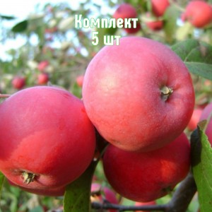 Саженцы яблони Алтайской красавицы - комплект 5 шт.