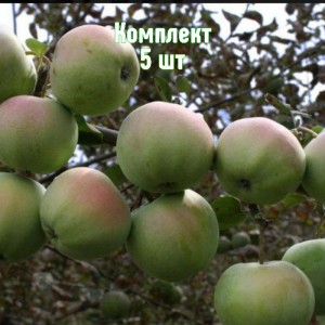 Саженцы яблони Апрельское - комплект 5 шт.