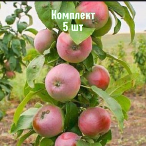 Саженцы яблони Августина (колоновидной) - комплект 5 шт.