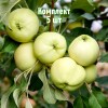 Саженцы яблони Белое летнее - комплект 5 шт.