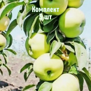Саженцы яблони Белоснежка (колоновидной) - комплект 5 шт.