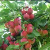 Саженцы яблони Горноалтайское - комплект 5 шт.
