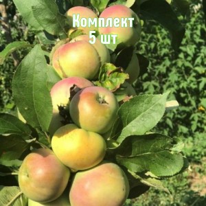 Саженцы яблони Каскад (колоновидная) - комплект 5 шт.
