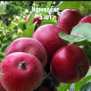 Саженцы яблони Коваленковское - комплект 5 шт.