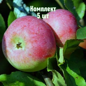 Саженцы яблони Министр Киселёв - комплект 5 шт.