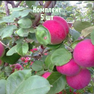 Саженцы яблони Орлик - комплект 5 шт.