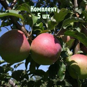 Саженцы яблони Сергиана - комплект 5 шт.