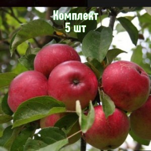 Саженцы яблони Скала - комплект 5 шт.