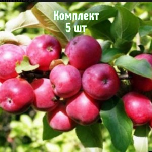 Саженцы яблони Смугляночка - комплект 5 шт.