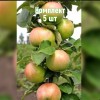 Саженцы яблони Янтарное Ожерелье (колоновидная) - комплект 5 шт.