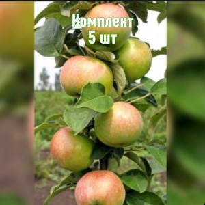 Саженцы яблони Янтарное Ожерелье (колоновидная) - комплект 5 шт.