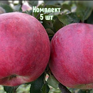 Саженцы яблони Юнона - комплект 5 шт.