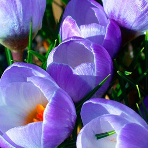 Луковица крокуса крупноцветкового Блю Перл (Blue Pearl)