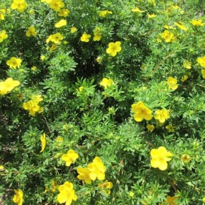 Саженец лапчатки кустарниковой Кобольд