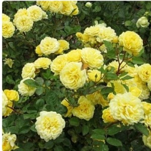 Саженец розы Анни Дюпрей (шраб)