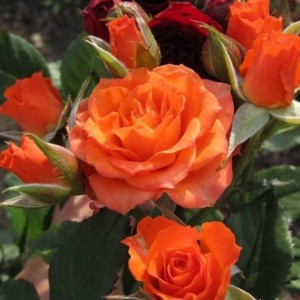 Саженец кустовой розы Пламя