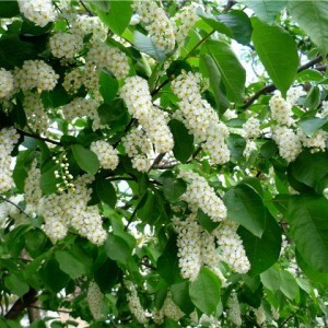 Саженец черемухи обыкновенной Watereri