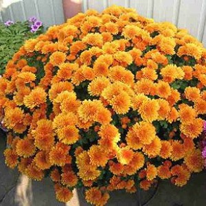 Саженец хризантемы мультифлора Молфетта Оранж (Molfetta Orange) (Оранжевая )