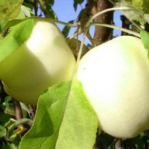 Саженец яблони Белый налив