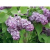 Сеянец сирени Lavander Lady
