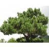 Саженец сосны Крымской 60-100 см
