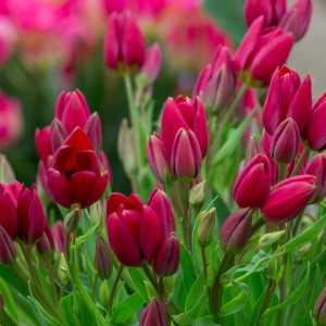 Луковица тюльпана Стронг Повер (Strong Power)