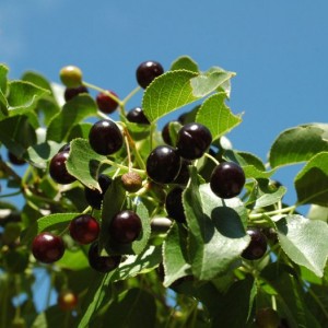 Саженец вишни Магалебская Антипка